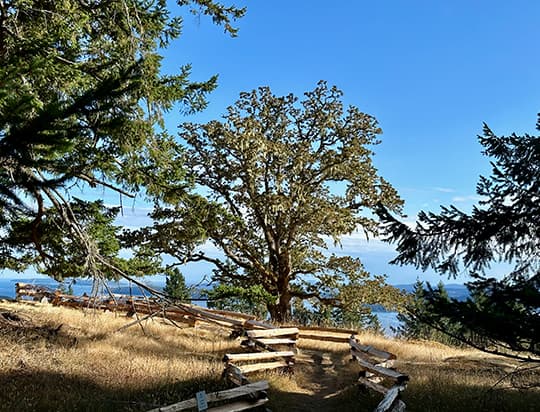 path along a dry grassy hilltop with trees surrounding on a clear day