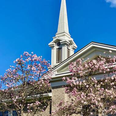 church steeple surrounded by cherry blossoms