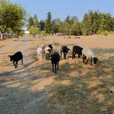 a group of sheep walking down a gravel path with dry grassy fields and trees in the distance